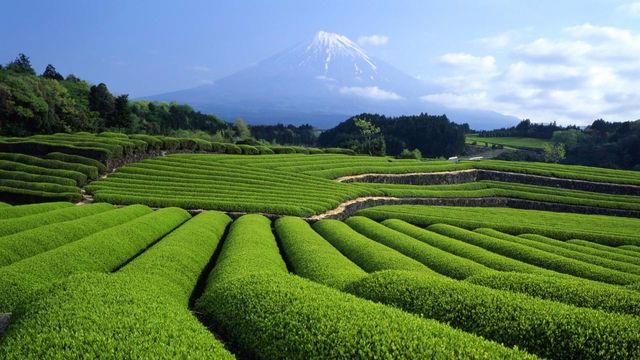 「富士山と茶畑」静岡