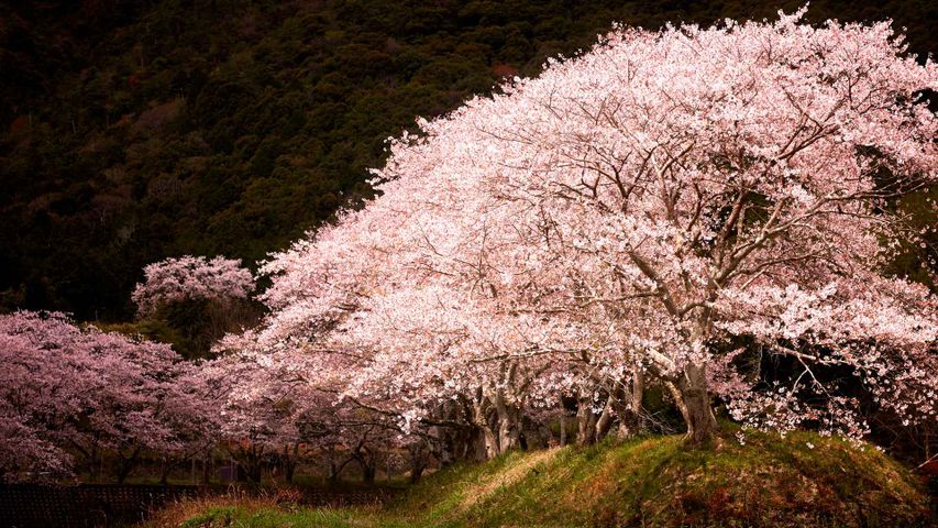 ｢水辺の桜｣兵庫 