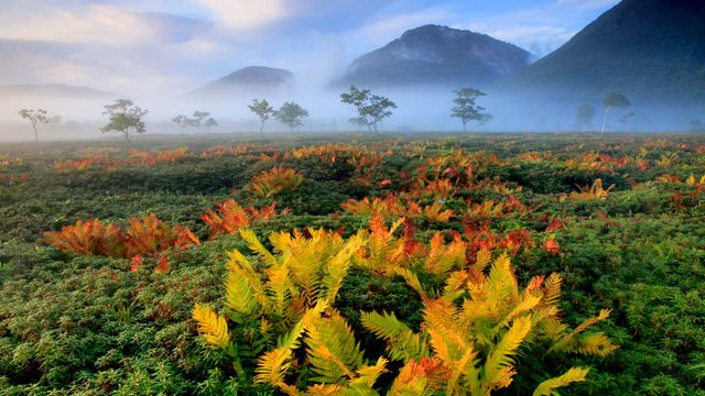 「シダの紅葉」北海道