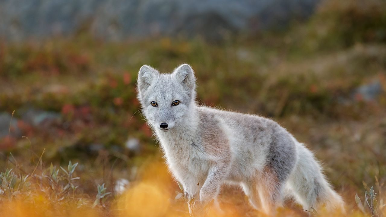 ホッキョクギツネ, ノルウェー