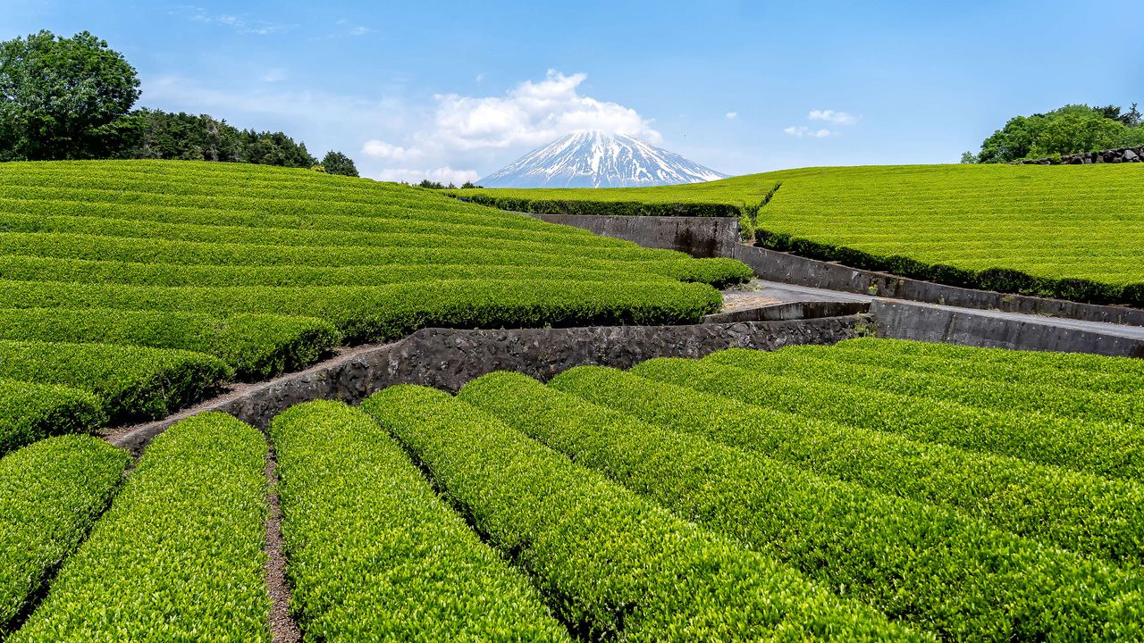 段々茶畑と富士山, 静岡県