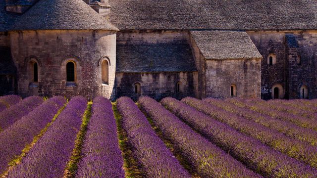 「セナンク修道院のラベンダー畑」フランス, プロヴァンス=アルプ=コート・ダジュール地域圏