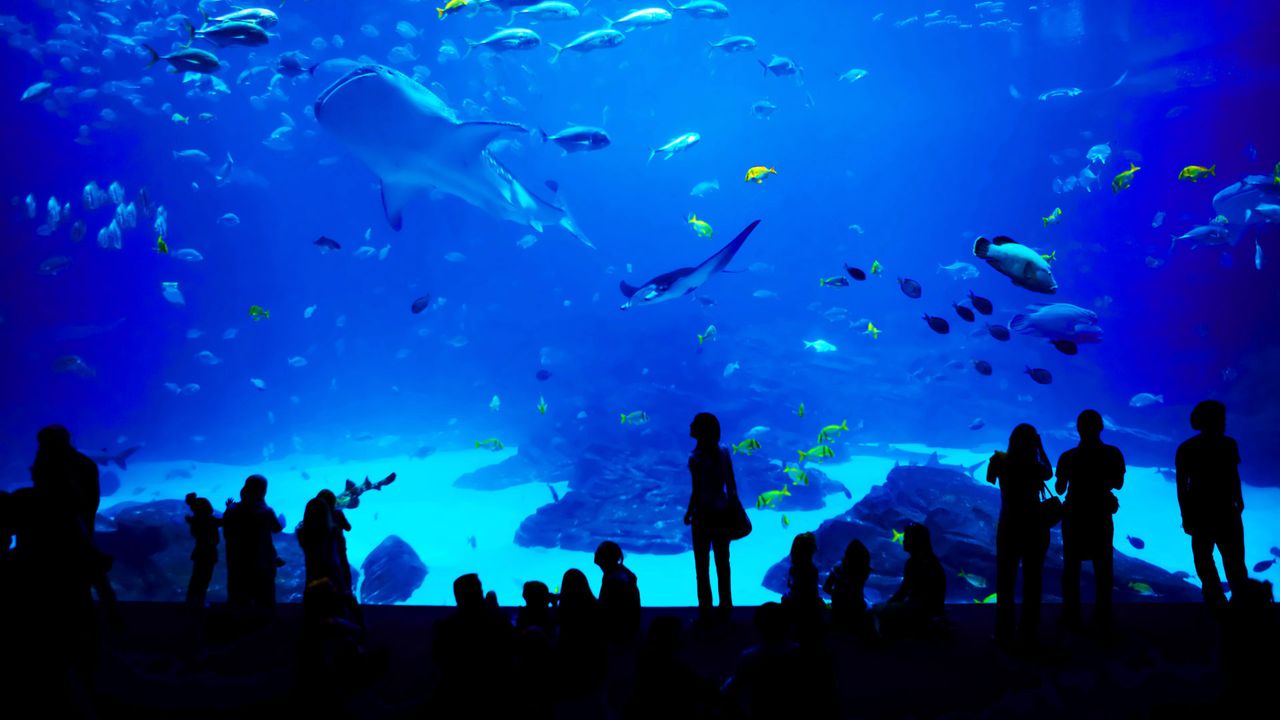 ｢ジョージア水族館｣米国ジョージア州, アトランタ