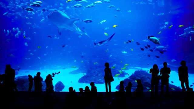 「ジョージア水族館」米国ジョージア州, アトランタ