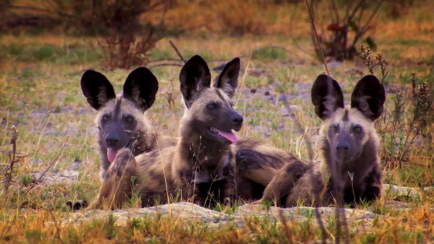 犬, 動物, 屋外, 哺乳動物, wild dog, フィールド, カンガルー