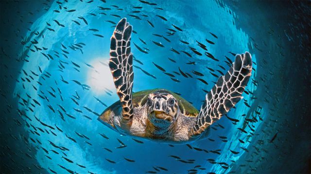 ｢アオウミガメ｣オーストラリア, グレートバリアリーフ （© imageBROKER/Alamy）