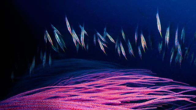 「ヘコアユの群れ」パプア・ニューギニア, ニューブリテン島