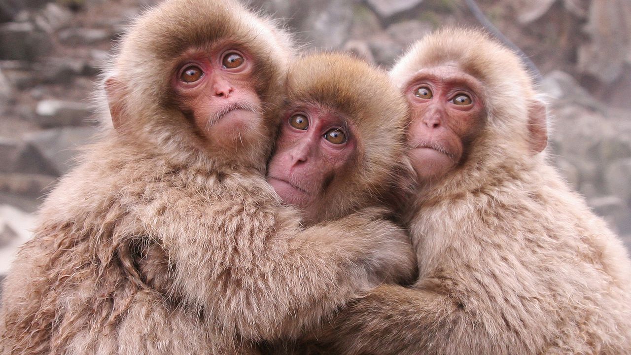 寄り添うニホンザルたち, 地獄谷野猿公苑