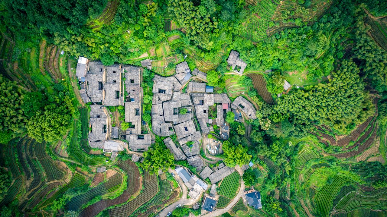 楊家堂村の茶園, 中国 浙江省