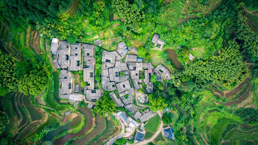 楊家堂村の茶園, 中国 浙江省