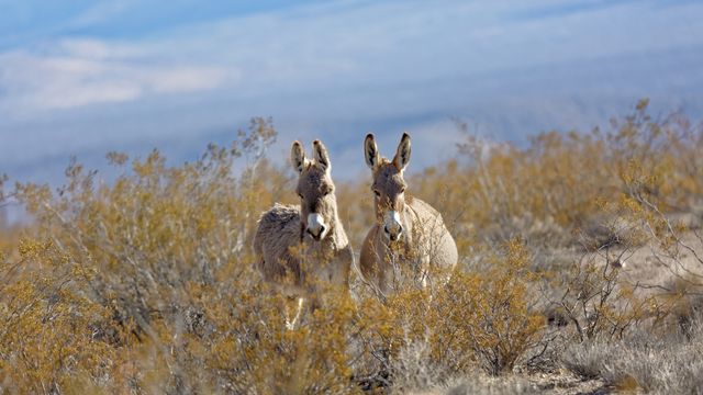 野原に並んで立つ 2 頭のロバ米国 ネバダ州