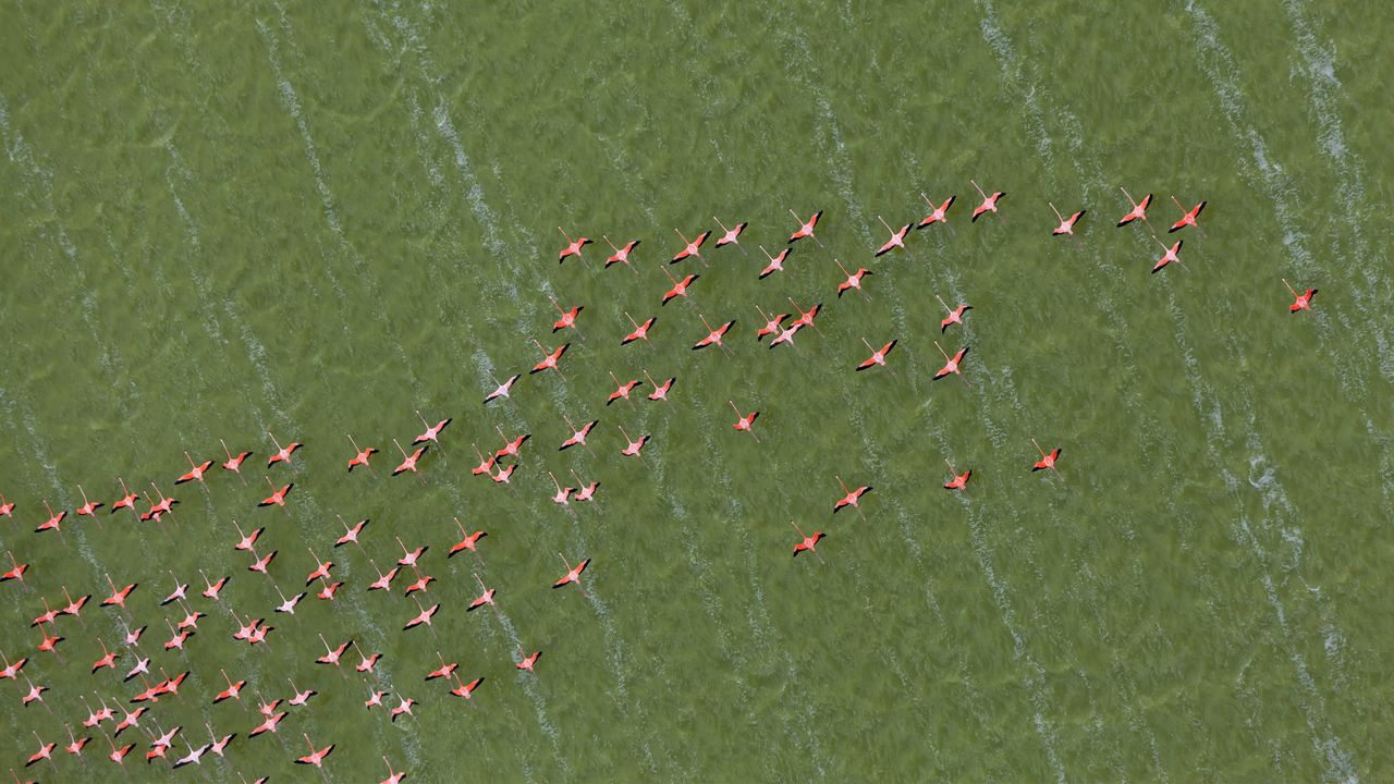ユカタン半島のベニイロフラミンゴ, メキシコ