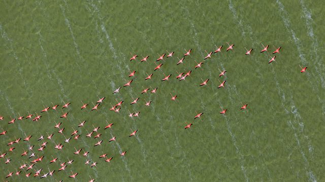 ユカタン半島のベニイロフラミンゴ, メキシコ