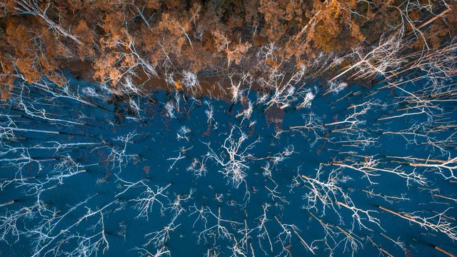 「アドバンスタウン湖の沈んだ森」オーストラリア, クイーンズランド州