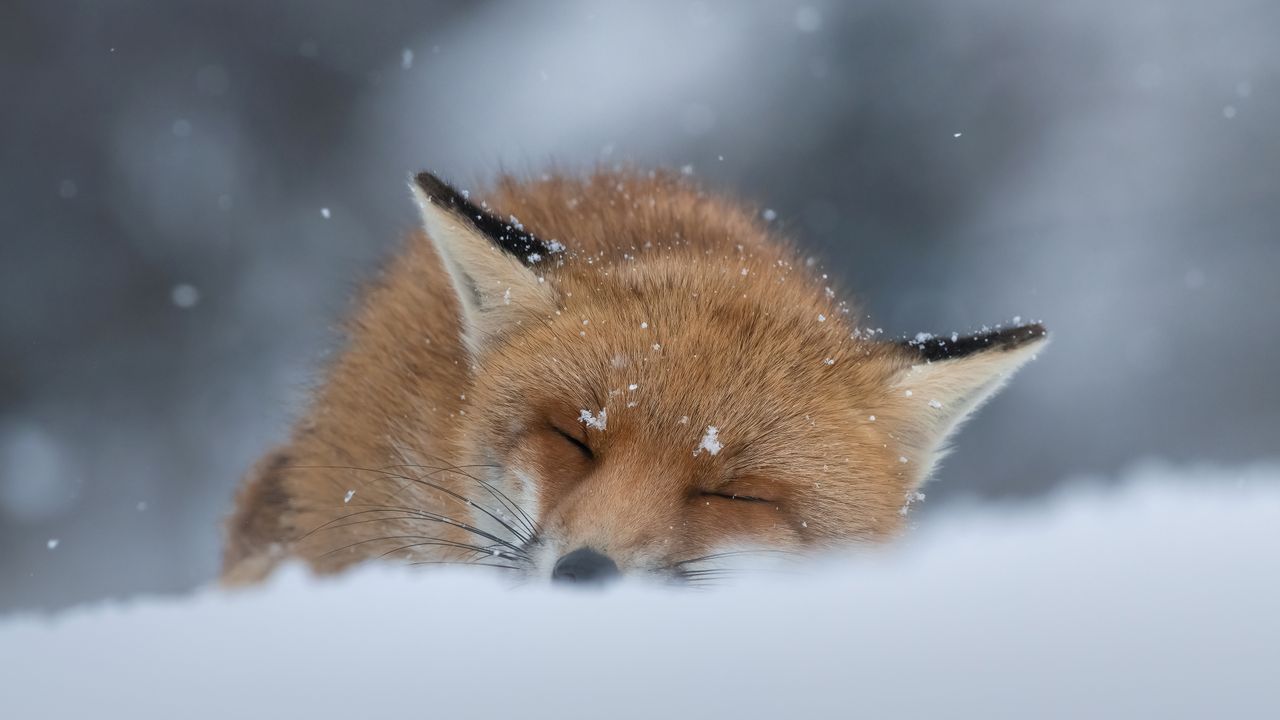 雪でうたた寝するアカギツネ, 北海道