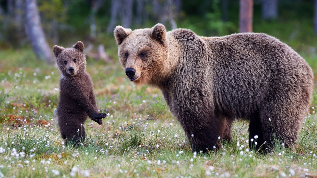 立ち上がるヒグマの親子, フィンランド