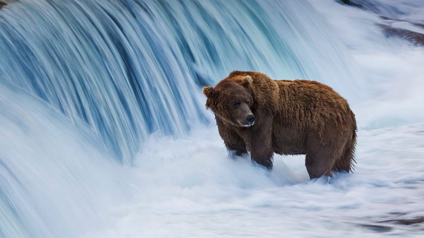 ｢ブルックス川のヒグマ｣米国アラスカ州, カトマイ国立公園