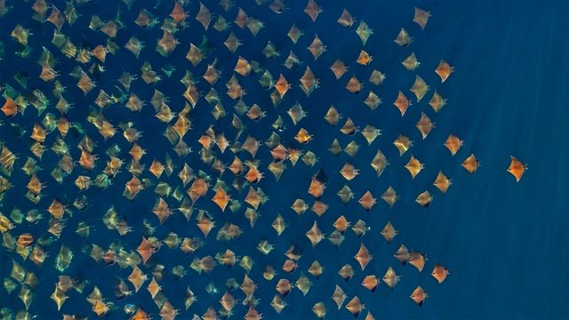 ｢ムンクイトマキエイの群れ｣メキシコ, カリフォルニア湾