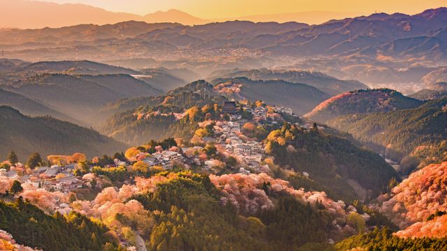 吉野山の桜, 奈良県 吉野郡