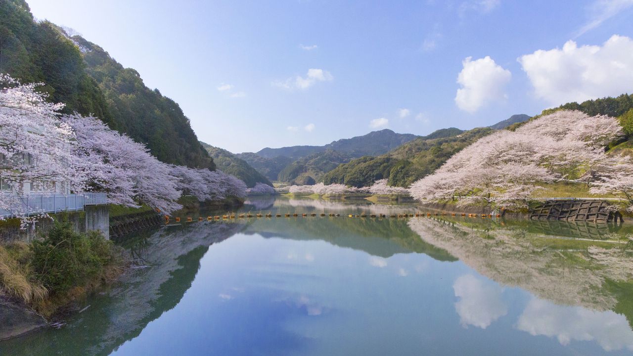 桜の季節