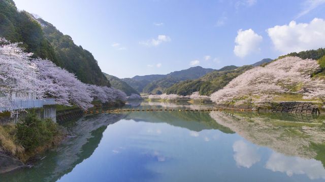 桜の季節