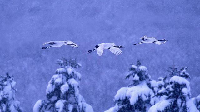 「タンチョウヅル」北海道, 阿寒国立公園