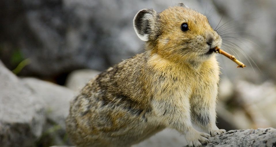 ｢アメリカナキウサギ｣カナダ, アルバータ州, バンフ国立公園