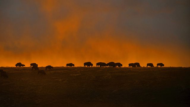 「アメリカバイソン」アメリカ, サウスダコタ州