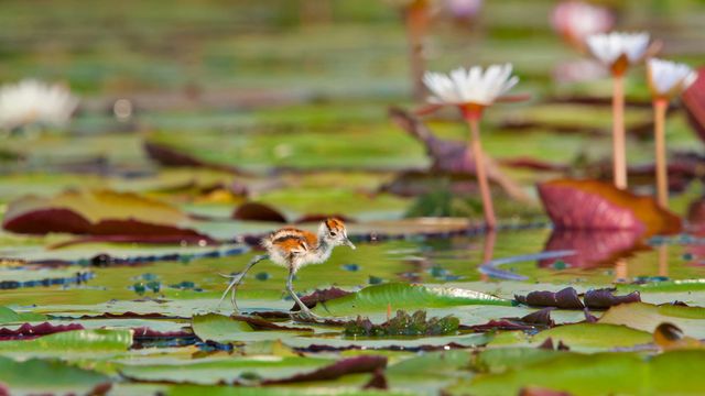 「アフリカレンカクのヒナ」アフリカ, ボツワナ