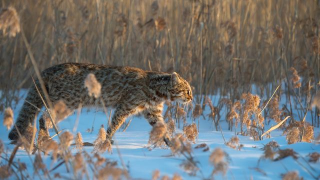 アムールヤマネコ, ロシア