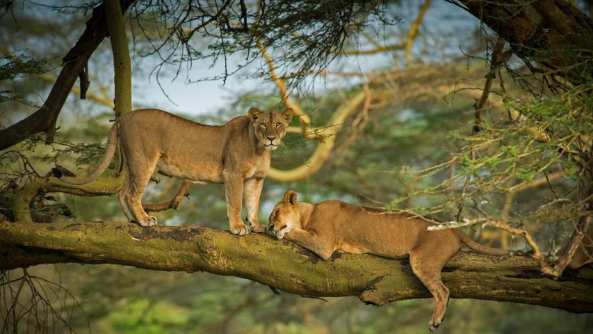 ナクル湖畔の雌ライオン, ケニア