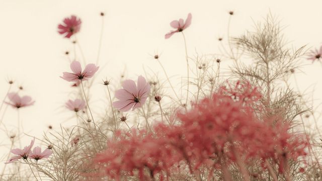 「秋のコスモス」長崎
