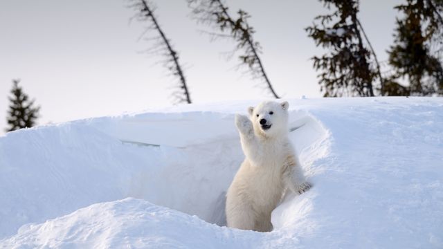 雪の中のホッキョクグマの子, カナダ マニトバ州