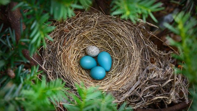「コマドリの巣のコウウチョウの卵」米国, ニューヨーク州