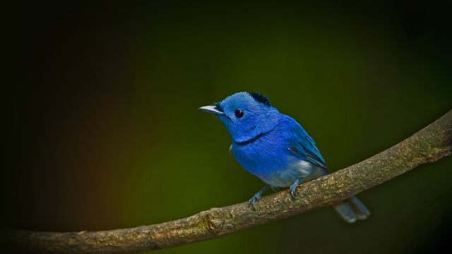 「クロエリヒタキ」