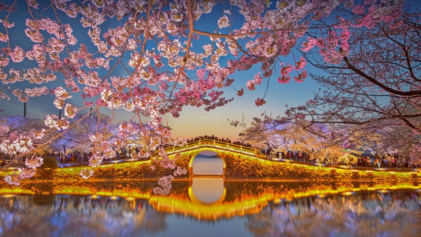 太湖の桜, 中国 江蘇省