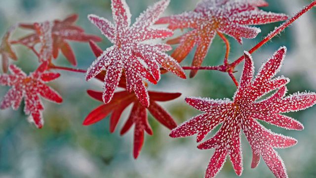 「紅葉に降りた霜」