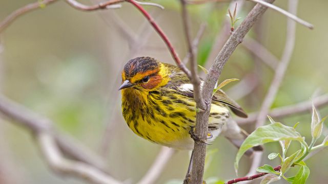 「オスのホオアカアメリカムシクイ」米国オハイオ州