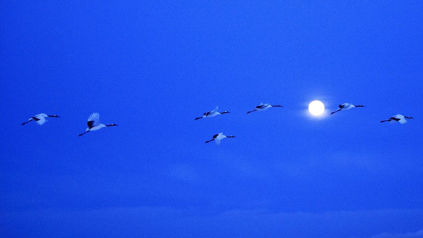 ｢満月とツル｣北海道, 釧路