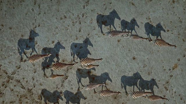 「シマウマの群れと影」ボツワナ, マカディカディパン国立公園