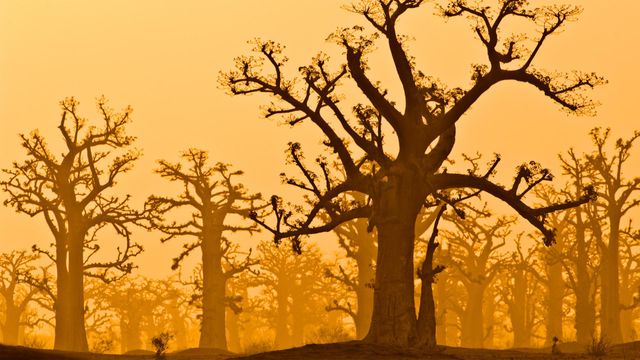 「バオバブの森」セネガル, バンディア自然保護区