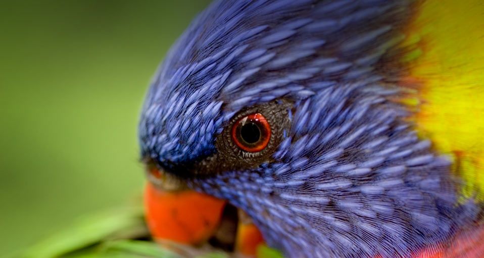 ｢ゴシキセイガイインコ｣