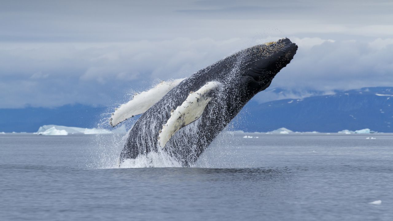 躍動するザトウクジラ, グリーンランド