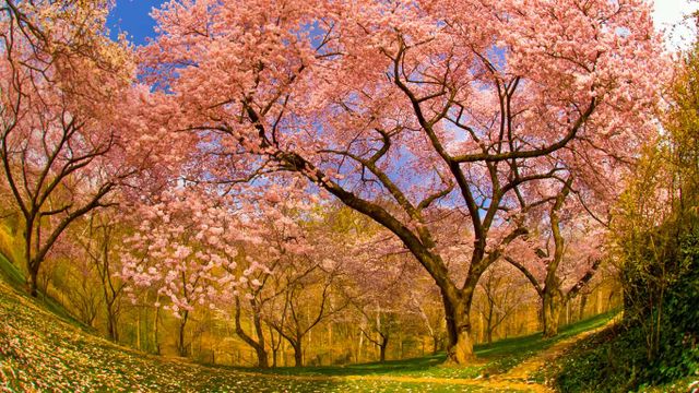 「ダンバートン・オークス邸の桜」アメリカ, ワシントンD.C.