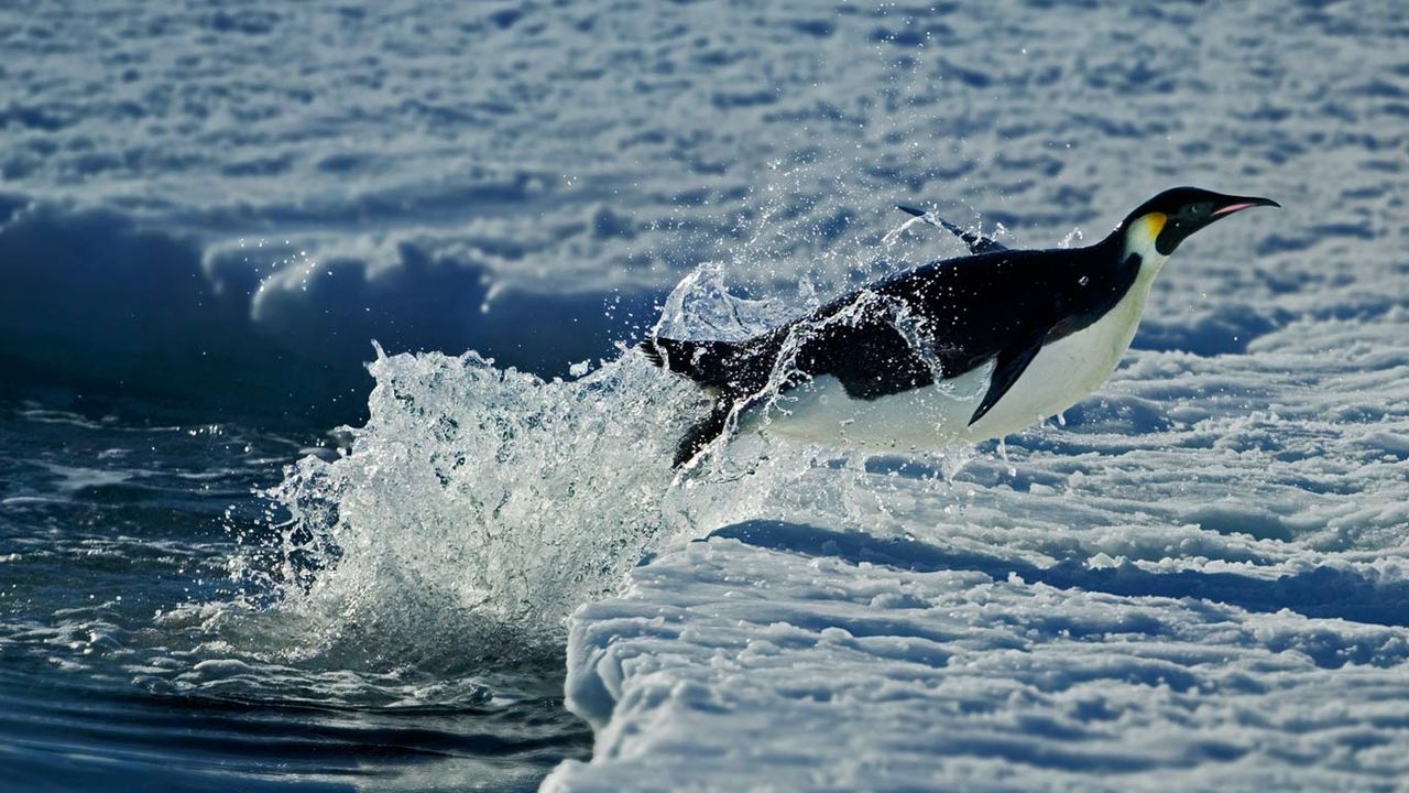 ｢コウテイペンギン｣南極 
