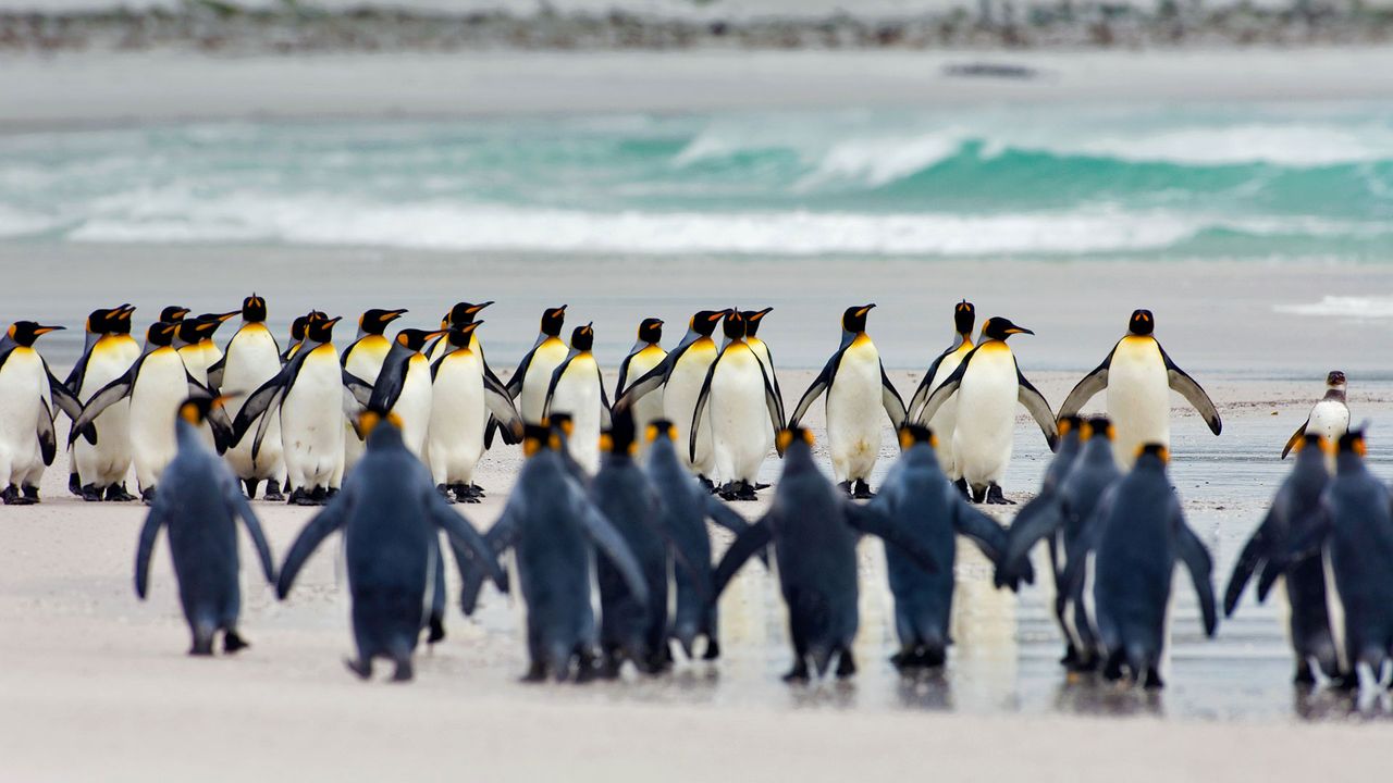 キングペンギン｣フォークランド諸島, ボランティア・ポイント