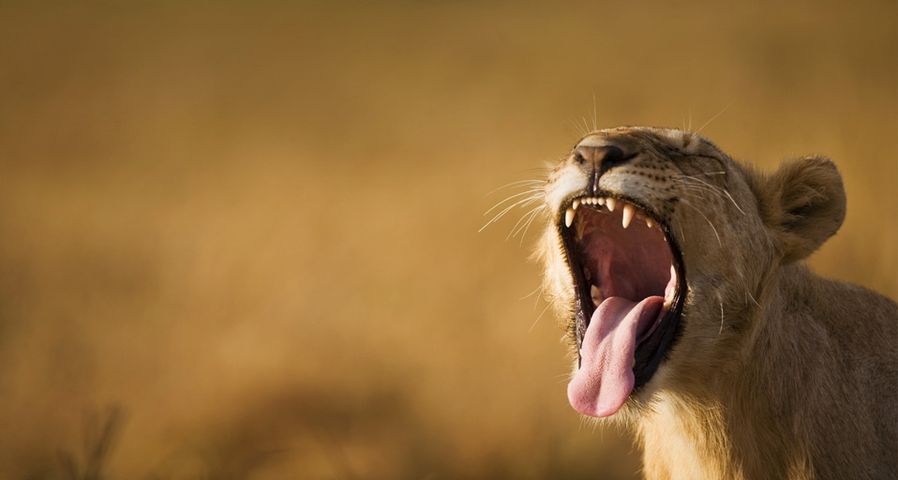 ｢あくびをする子ライオン｣