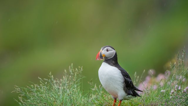ニシツノメドリ, アイスランド