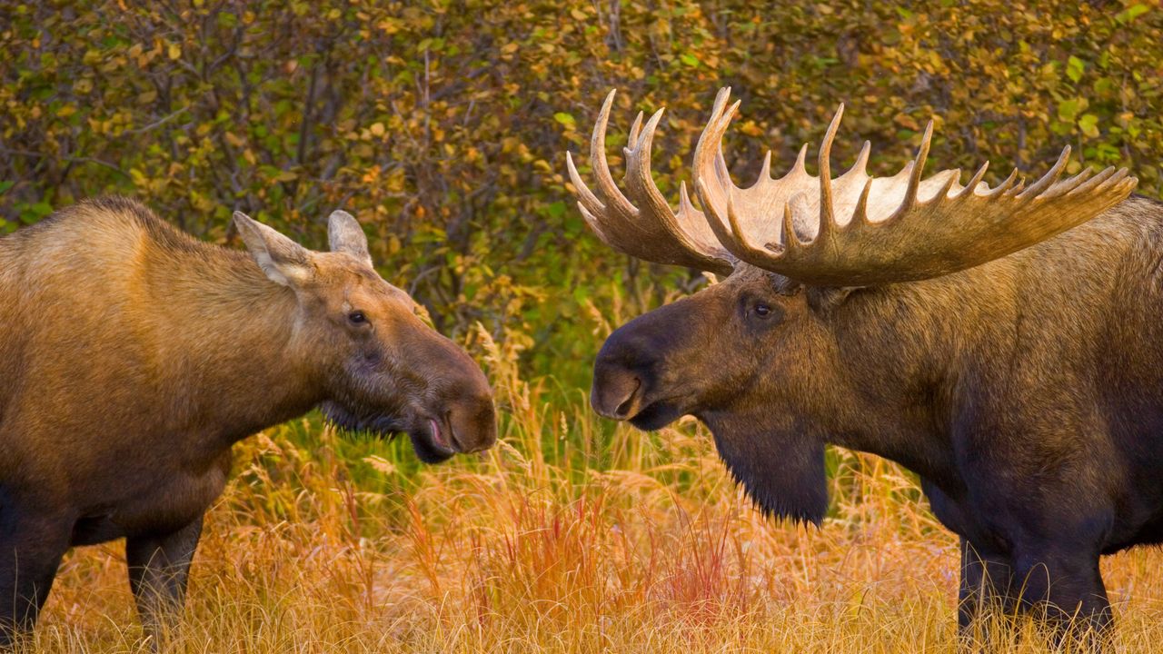 デナリ国立公園のヘラジカ, 米国 アラスカ州