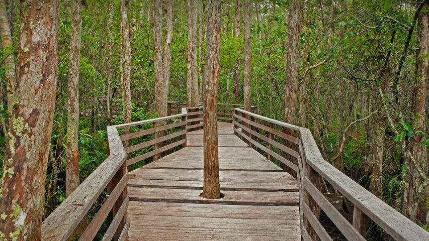 コークスクリュー湿原保護区, 米国 フロリダ州